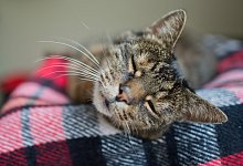 Beliebter Platz bei Katzen - Foto: Julian Stratenschulte