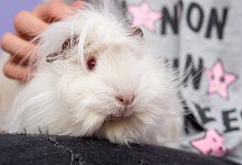 Meerschweinchen - Foto: Andrea Warnecke/dpa-tmn