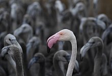 Flamingo-K&uuml;ken in S&uuml;dfrankreich - Foto: Christophe Simon/AFP/dpa