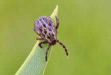 Vor Zecken sch&uuml;tzen! - Foto: Patrick Pleul/dpa-Zentralbild/dpa