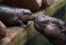 Nachwuchs bei den Zwergflusspferden - Federico Gambarini/dpa
