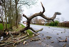 Umgest&uuml;rzter Baum - Hauke-Christian Dittrich/dpa