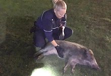 Besonderer Einsatz: Eine Polizeibeamtin krault den Keiler, der sich vor einem Schnellimbiss herumtrieb. - Kreispolizeibeh&ouml;rde Soest/ dpa