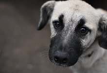 Illegaler Welpenhandel in Bielefeld. - Sara Mattana