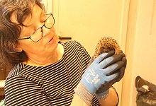 Liebevoll k&uuml;mmert sich Kirsten Strauch um ihre kleinen Sch&uuml;tzlinge. - Burkhard Battran