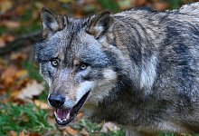 Wolf - Swen Pf&ouml;rtner/dpa/Symbolbild