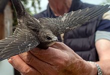 Mauersegler - Klaus-Dietmar Gabbert/dpa/Symbolbild