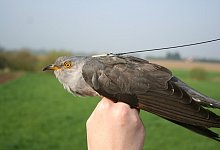 Kuckuck - Foto: Andreas von Lindeiner