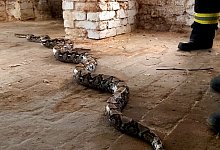 W&uuml;rgeschlange - Foto: Michael Deutschmann/Freiwillige Feuerwehr Haldensleben/dpa