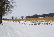 Auch am Bahndamm waren Tierkardaver aufgefunden worden. Alle wurden vom Ordnungsamt der Stadt fachgerecht entsorgt. - J&ouml;rg Wegge