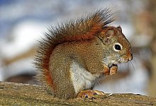 Eichh&ouml;rnchen - Symbolbild: Pixabay