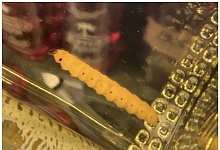 Mezcal Wurm - Akito Y. Kawahara/dpa