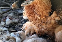 Bartgeierk&uuml;ken - Helene Schneider/Alpenzoo Innsbruck/LBV/dpa