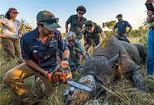 Studie: Enthornung von Nashörnern reduziert Wilderei - ---/Greater Kruger Environmental Protection Foundation/dpa