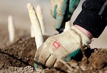 Spargelernte - Roland Weihrauch/dpa