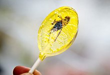 Insektenlutscher - Foto: Christoph Schmidt