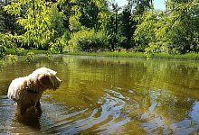 Hunde sollten angeleint und auf den Wegen bleiben - Katrin Kantelberg