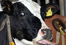 Blauzungenkrankheit - Ralf Roeger/dpa