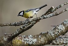 Vogelz&auml;hlaktion - Thomas Warnack/dpa