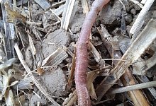 Neuer Regenwurm in Bayern entdeckt - Roswitha Walter/Bayerische Landesanstalt f&uuml;r Landwirtschaft/dpa
