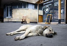 Straßenhunde - Bernd von Jutrczenka/dpa
