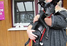 Welpe basu - Yannick Sonntag