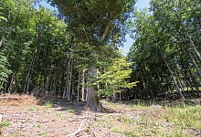 Eiche Totholz - Landesverband Lippe