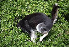 Hund - Foto: Florian Schuh