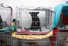 Viele Menschen fl&uuml;chten mit ihren Haustieren aus der Ukraine. - Sebastian Gollnow/dpa