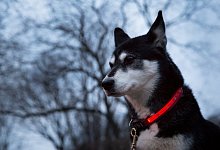 Reflektoren machen Hunde im Herbst sichtbarer - Foto: Florian Schuh