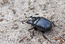 Stierk&auml;fer - Patrick Urban/Senckenberg/dpa