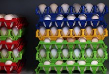 Legehennen auf Biobauernhof - Karl-Josef Hildenbrand/dpa