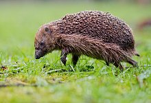 Igel - Foto: Julian Stratenschulte