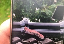 Bauschaum - Polizei Rhein-Kreis Neuss/dpa