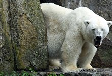 Eisb&auml;rin Katjuscha im Berliner Zoo - Foto: Maurizio Gambarini/dpa