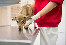 Ein kleiner Hund beim Tierarzt - Inga Kjer/dpa-tmn