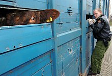 Lebendtiertransporte - dpa