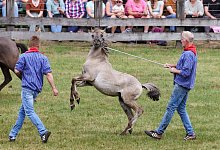 Traditioneller Fang der Wildpferde im Merfelder Bruch - Christoph Reichwein/dpa