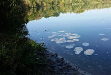 Fladen im Krietfeldsee - Lippischer Fischereiverein