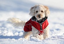 H&uuml;ndchen im Schnee - Foto: Tobias Hase/dpa-tmn