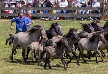 Wildpferdefang in D&uuml;lmen - Christoph Reichwein/dpa
