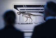 Tyrannosaurus-rex-Skelett - Michael Buholzer/KEYSTONE/dpa