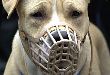 American Staffordshire - Foto: Uwe Zucchi/dpa