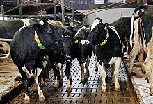 Umstritten - FOTO: DPA