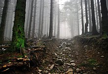 Kadaverfund in Wierborn - Symbolbild: Pixabay.com