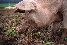 Schwein - Foto: Sina Schuldt/dpa