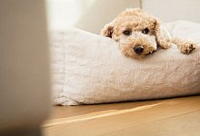 Besuch mit Hund: Vorab klare Regeln festlegen - Christin Klose/dpa-tmn/dpa