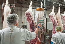 Arbeit im Schlachthof - Foto: picture alliance / Ingo Wagner/dpa