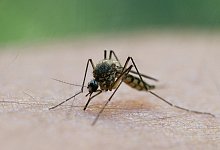 Stechm&uuml;cke - Foto: Patrick Pleul