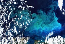 Weniger Plankton durch wärmere Ozeane - picture alliance / dpa